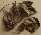 Abstract;Abstractions;Foliage;Leaf;Leafy;Leaves;Patterns;Sepia;Shapes;Textures;V